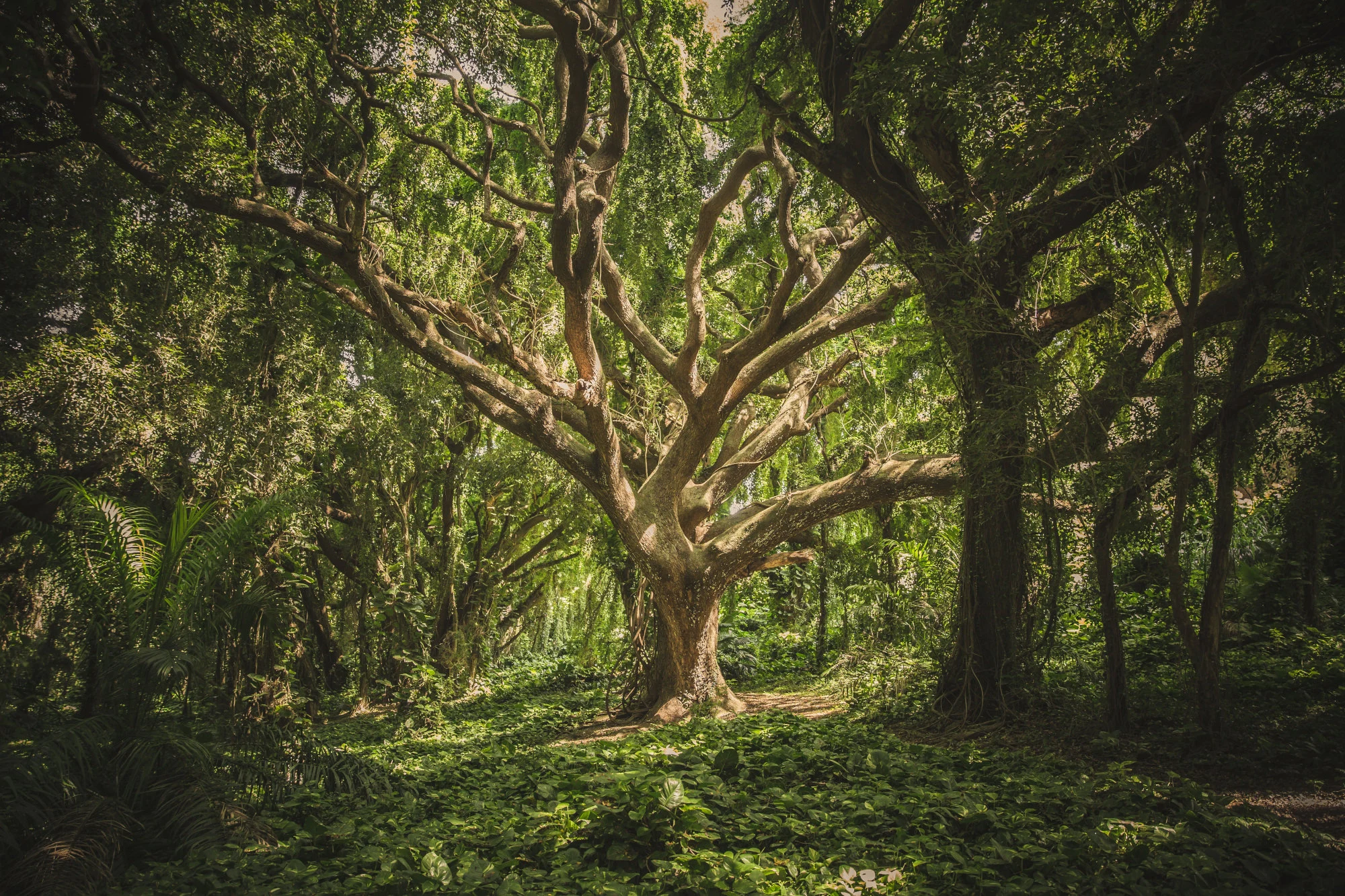 Surreal forest